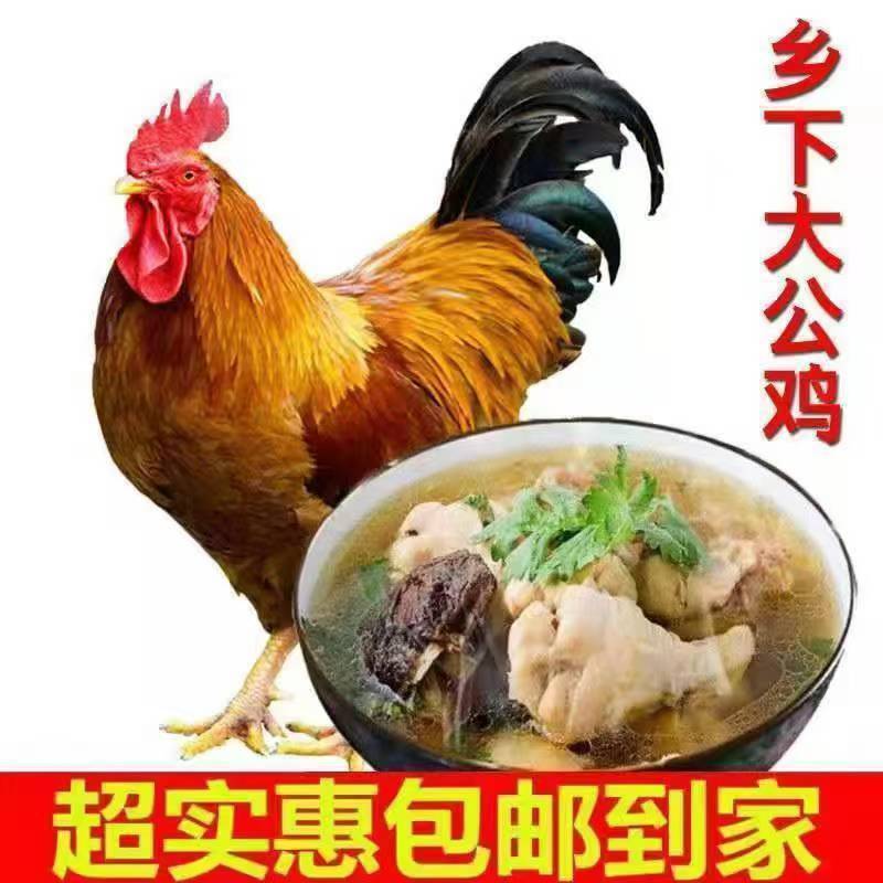 【放し飼い2年雄鶏】本場田舎の雄鶏、生鶏、地鶏、薪鶏、放し飼い鶏|undefined
