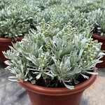 芙蓉菊盆栽耐寒雪艾白艾玉芙蓉花苗阳台庭院四季常青特色绿植花卉