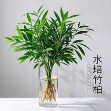 竹柏盆栽水培植物驱蚊室内客厅桌面绿植小盆栽花卉四季常青好养活