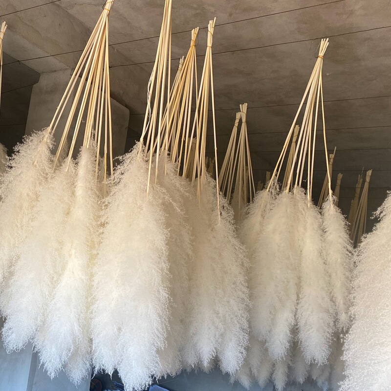 天然の柔らかい毛の大きい葦の灰色の葦の蒲葦のネットの赤い乾いた花の花束の花の材料の卸売りの結婚祝いの造景の装飾は精選します。|undefined