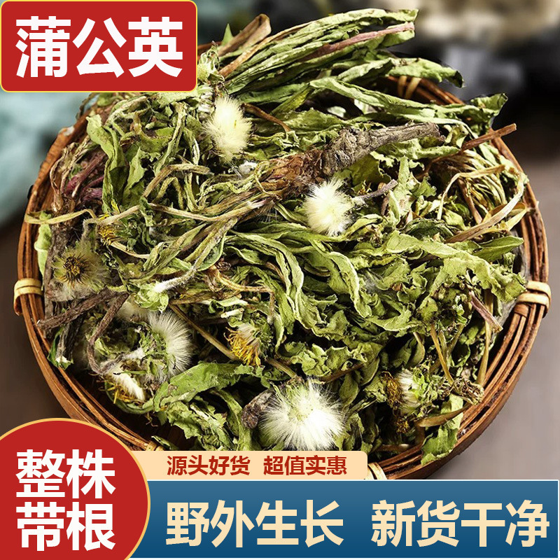 Wild Dandelion Chinese Herbal Medicine New Stock Genuine Dandelion Tea Whole Plant with Roots and Flowers for Brewing Tea 500g