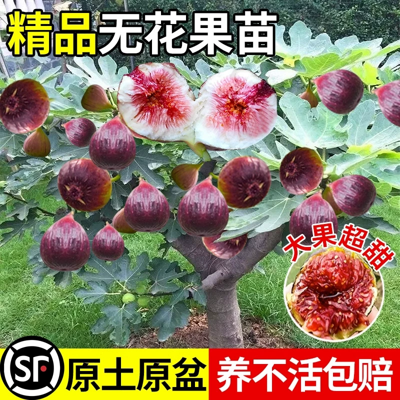 Саженцы инжира, очень большие гномьи горшечные растения, красный Божи, посадка на южных и северных балконах, новые сорта, плодоносящие в том же году.