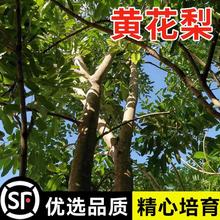 黄花梨种子正宗海南黄花梨树种子 黄檀树种籽 花梨木降香木香红木