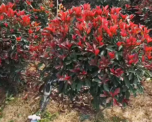Dropshipping Red Leaf Heather Heather Ball Evergreen Non-Deciduous Garden Engineering House Courtyard Greening Fence