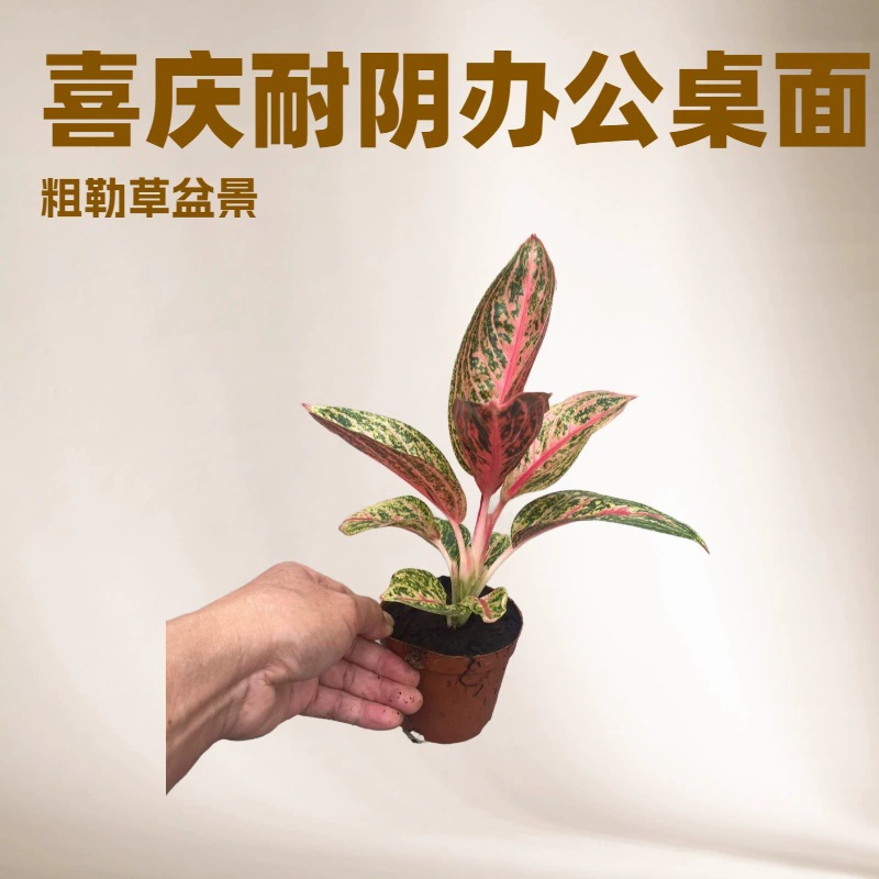 Непосредственно с базы, зеленые растения для офисного стола в помещении, толсторубчатая трава, золотой порошок, популярные праздничные и интересные цветы, маленькие горшечные растения.