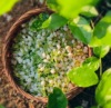 素柠 低温蒸馏小花茉莉纯露广西横县茉莉纯露高还原花朵香气500ml