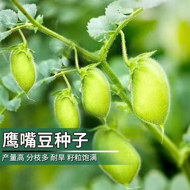 Съедобные семена нута, молодые рассады, тонкокожистые персиковые бобы, семена цветов, семена цветов, семена травы.