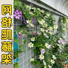 �F��ɏ�����W�ӴּӺ��F�z�W�¼��Nޱ�Gֲ�����젝�����������پW