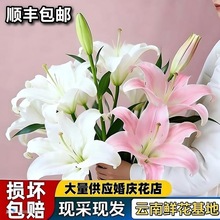 西伯利亚百合多头百合花鲜切花水养家养办公室鲜花新鲜香水百合