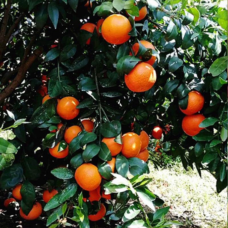 批发园林种植果树柑橘树苗汁多味浓明日见柑橘苗明日见柑橘橘子苗