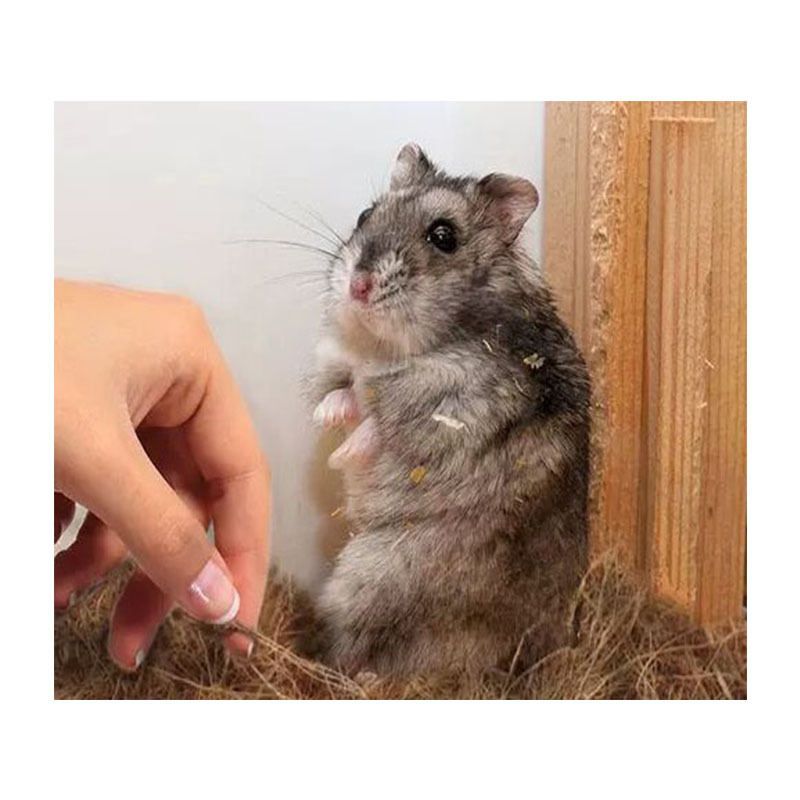鳥巢寵物墊椰子纖維小鳥小動物築巢躲藏鋪墊材料爬行動物鋪墊材料
