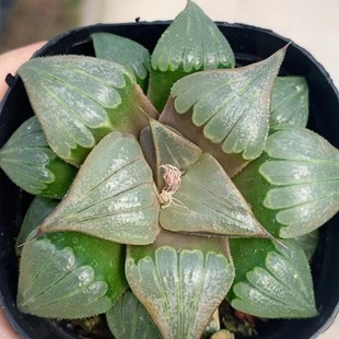 Japanese Green Plant Potted Landscape Succulent Greenhouse Wholesale Agave Cactus Twelve
