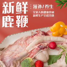 珍奇益宝批发梅花鹿新鲜鹿鞭  鹿鞭根 干梅花鹿鹿鞭 支持一件代发
