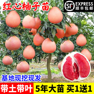 ���Ә�t�ļt�����ּ޽����t���ֹ��䣬�Ϸ������Nֲ����Y��