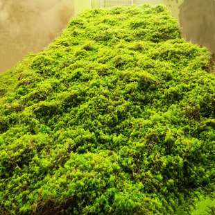 ������̦��Ƥ��ƺ�İ�ֲ��̦�\��c����ֲ� �@��΢���^ܛ�OӋ