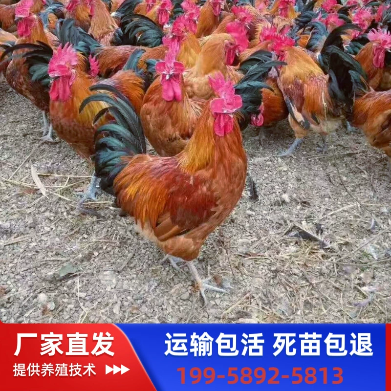 Повзрослевшие цыплята местной породы Хуньяо, самцы, смешанные цыплята, черные цыплята Яо, яичные цыплята, цыплята местной породы, упакованный транспорт, привитые.