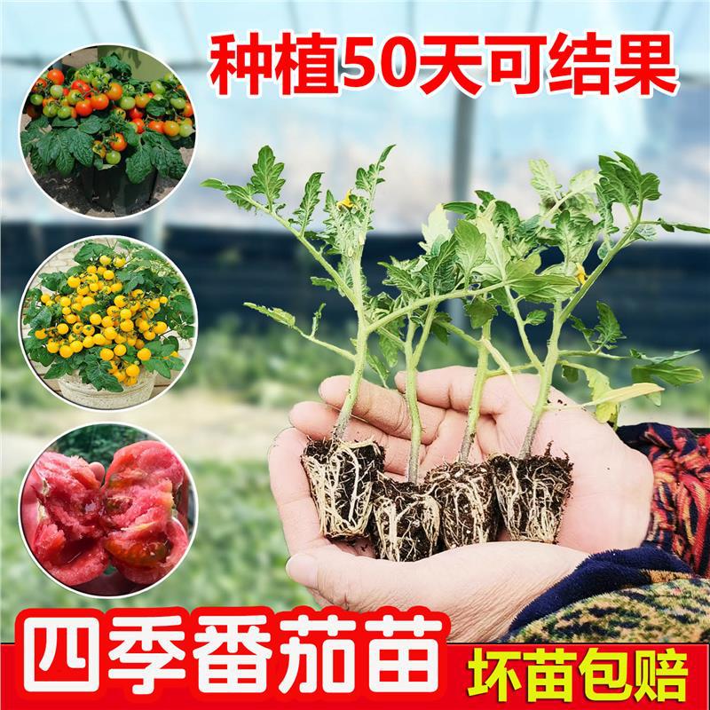 蔬菜幼苗矮生番茄苗圣女果千禧小番茄苗茄子菜苗黄瓜秧苗西红柿苗