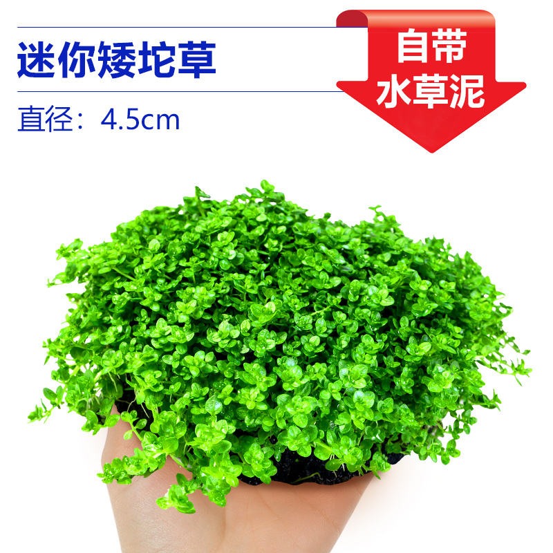 미니 드워프 펄풀 [얼리 어답터 가격]❤특별한 제안]