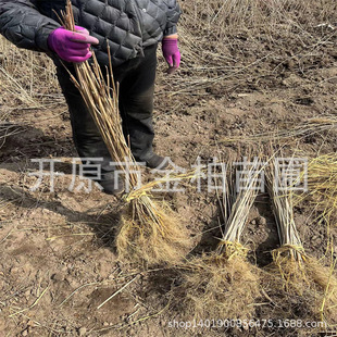 �ͺ��S��С���S�ޘ����S�ش��6-15�|���S���}��ľ