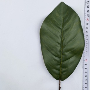 �������m�~�F؛���l�����z���F�往���m�~����С����Gֲ