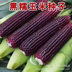 �����׷N�Ӻ���Ŵ���׷N�Ѵ�Ŵ����Ŵ���״���ߗU��Ŵ�߲˷N��