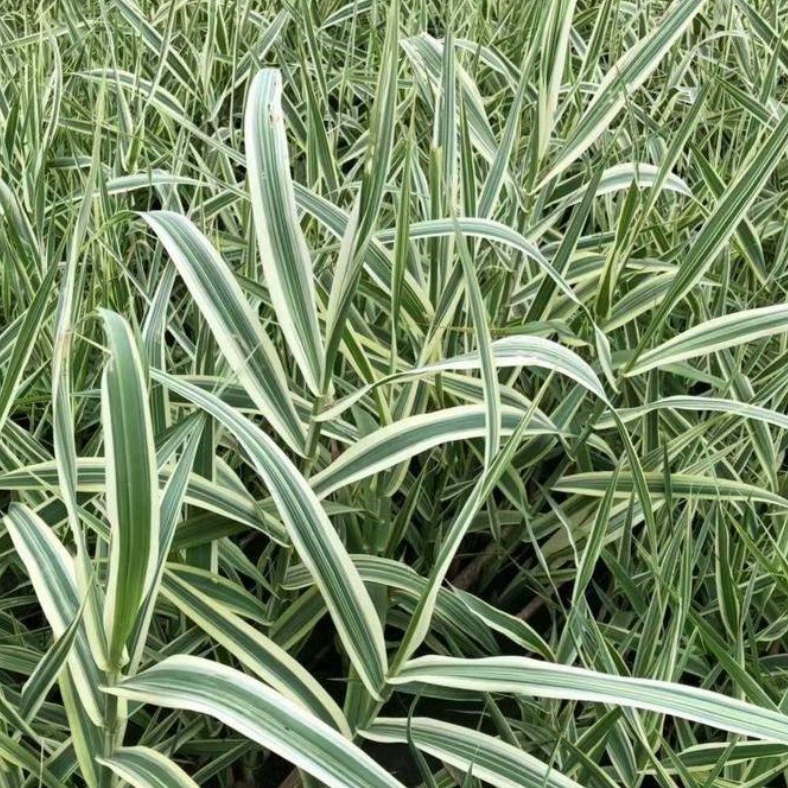 Водные растения Мозаика и листья Арундо Бамбуковая база Большое количество репродуктивных цветов Канны Барракуда Трава Риверсайд Озеленение водного тела