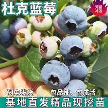 һlſ{ݮͥԺ̨ϱNֲ玧