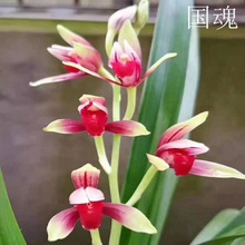 �m���� �ļ��m  ���m  ���� �����ͻ����҃ȾGֲ���Ի����m������