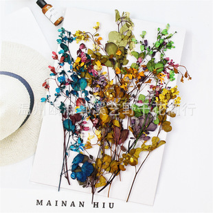Tang Song Bud Embossed Dried flower Nail Art Aromatherapy Baffle Plant Specimen Dropping Glue Jewelry Handmade diy Material flower
