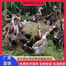 �������l��N����������л��w����50������׻���B֧�ּ��gָ��