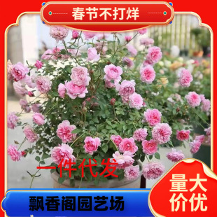 һ�����l�����_��õ�廨��19Ԫ6�w�ļ����󻨰�ֲ���҃��^���¼�