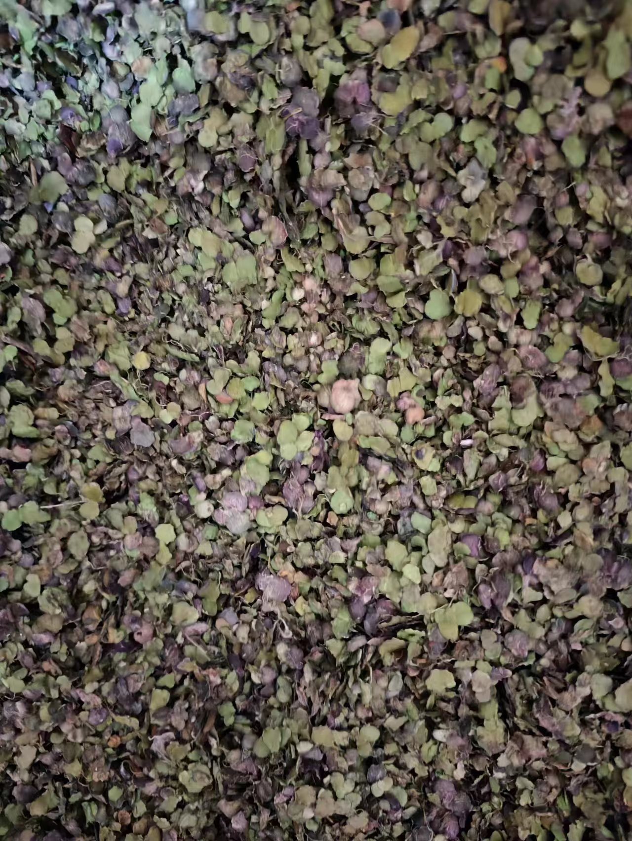 Fu Ping (Spirodela polyrhiza) — Dried Duckweed Herb, Purple-Back Water Floating Weed quality and texture
