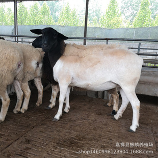 �Ų��d���Bֳ �Ų��d����� ���Bֳ ��������Ј����r��