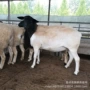 市场杜泊养殖羊羔