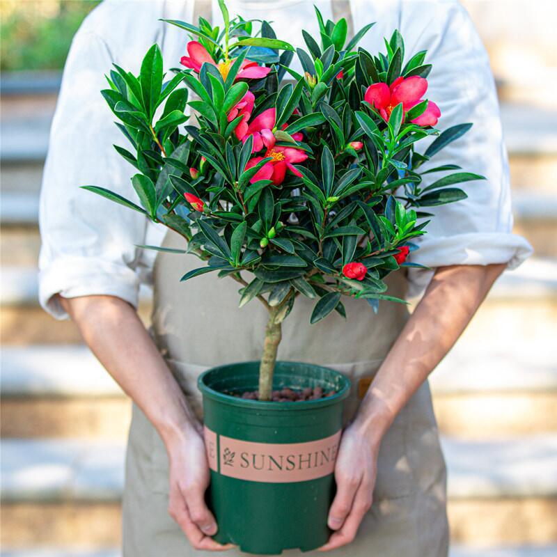 四季茶花盆栽室外庭院绿植室内阳台开花植物杜鹃红山茶带花苞花卉