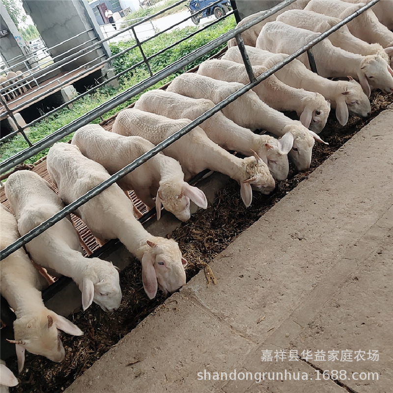 小尾寒羊作种小羊羔价格 怀孕母羊种公羊多胎羊 肉羊现货