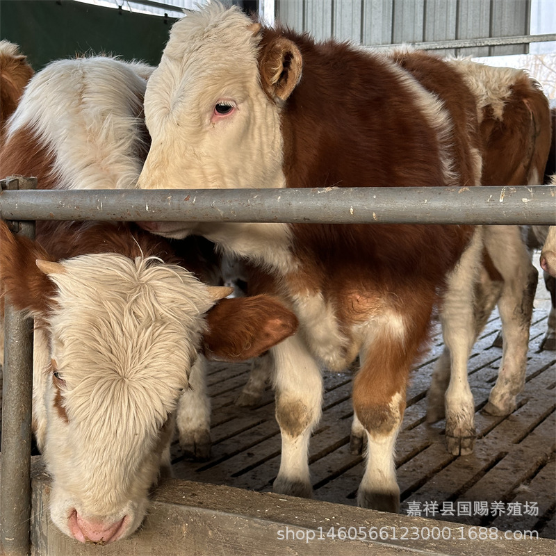 改良杂交牛生长速度 杂交改良的品种肉牛 西门塔尔牛牛犊