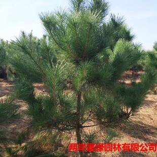 �������l���ɘ��� ��ɽ���־G�����ɘ��� �@�����־G����ľ������