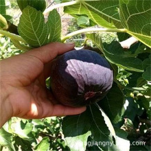 大玛无花果树苗盆栽地栽高产特大玛斯义陶芬无花果苗南方北方种植