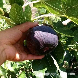 �󬔟o�����������Ե��Ը߮a�ش�˹�x�շҟo�������Ϸ������Nֲ