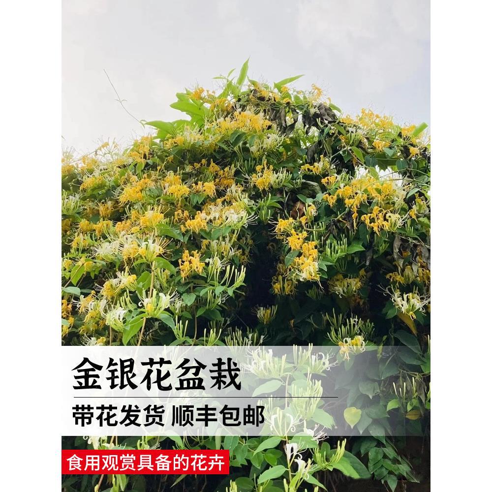 可食用金银花树苗浓香四季开花卉盆栽阳台庭院爬藤植物老桩带花苞
