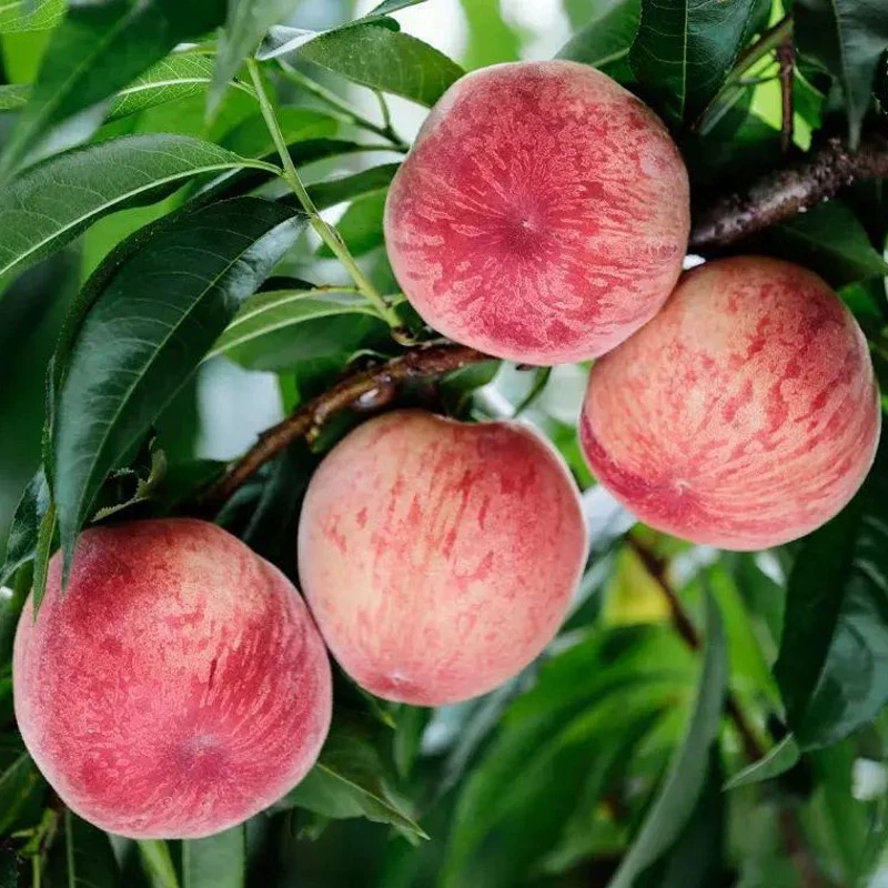 Пересадка саженцев персика кровавого персика для посадки на севере и юге, очень крупные зимние саженцы персика, горшечные растения, плодоносящие в том же году, саженцы персика неоктреин.