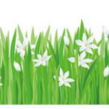 sk7044 작은 백합 초원