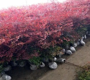 Dropshipping Nandina Bamboo Saplings Greening Seedlings Courtyard Fruit and Foliage Plants Nandina Flame Red Bamboo Seedlings