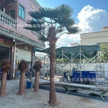 仿真扇葵树 人造棕榈树室内外装饰仿真树大型仿真老人葵假树造景