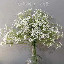 ����M���ǰ׾Gɫ��Y�nʽ��Y��ƺ��Y��Ȼϵ�����Y��c����