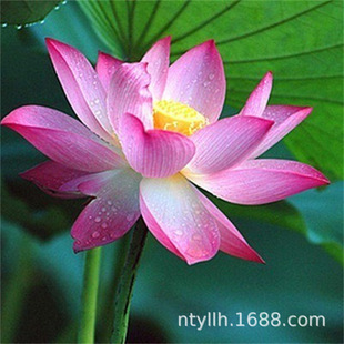 ѩ��˪����ɏ�Nź���o��С�ͺɻ��S������ɏ�Nź���҃���ˮ��ֲ��