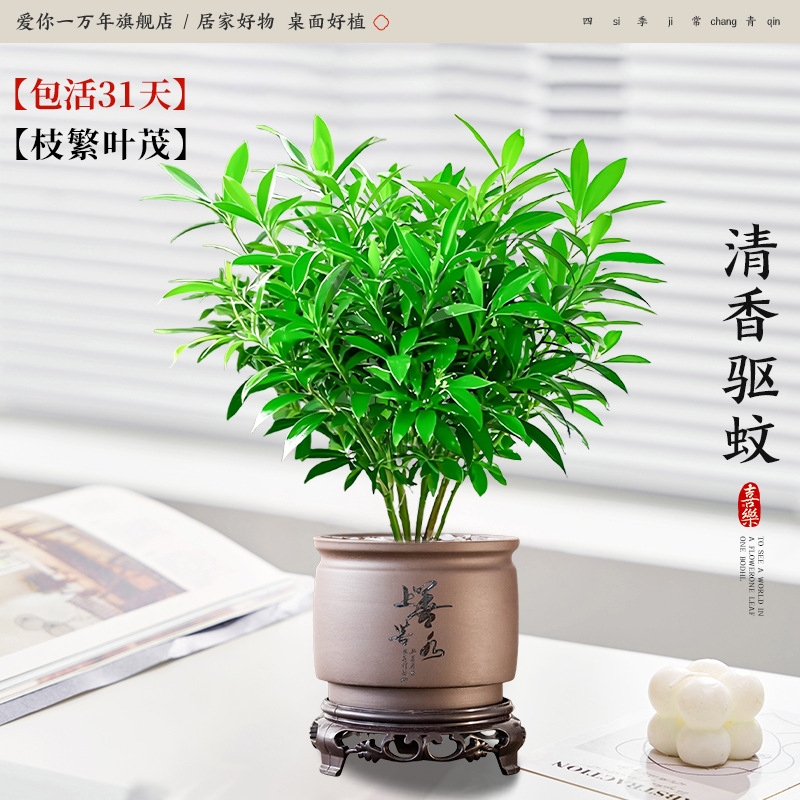 모기퇴치대나무와 편백나무 + 물통같은 상판 + 원형베이스 (포장석 + 영양액 포함)