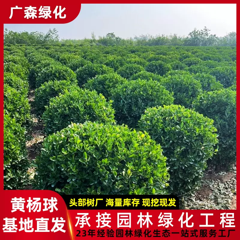 上门施工养护园林景观道路工程绿化苗木丛生玉金边黄杨苗基地直供