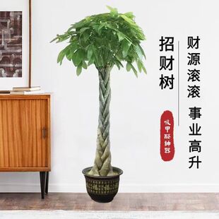 Big Fortune Tree Braid Potted Large Living Room Green Plant Indoor Formaldehyde Absorbing Air Purifying Large Indoor Plant